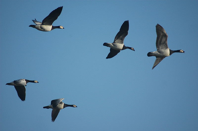 3 Leadership Lessons from Geese & How to Apply Them - LeaderShift Project
